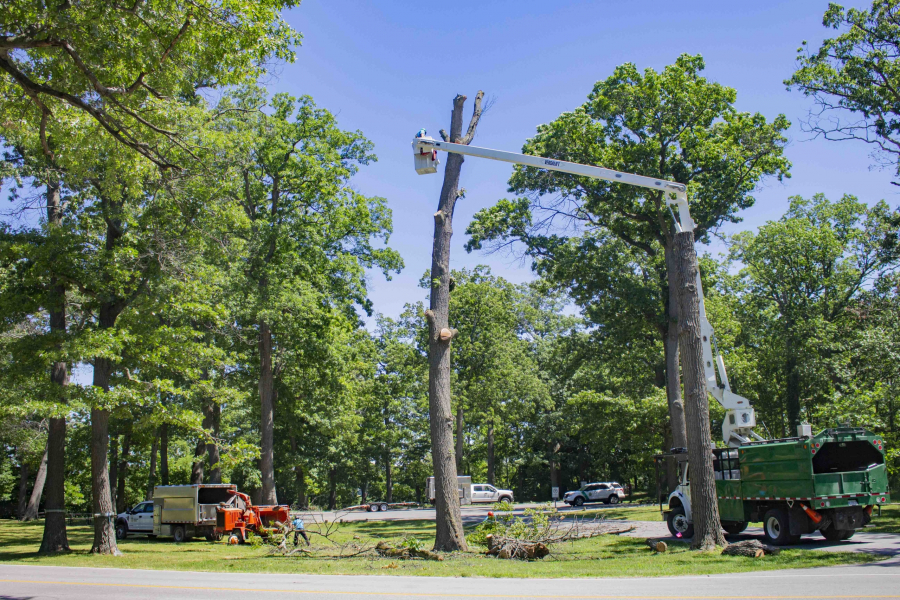 Crews cut down dead oak trees on Niagara Parks land near Paradise Grove. (Evan Saunders)