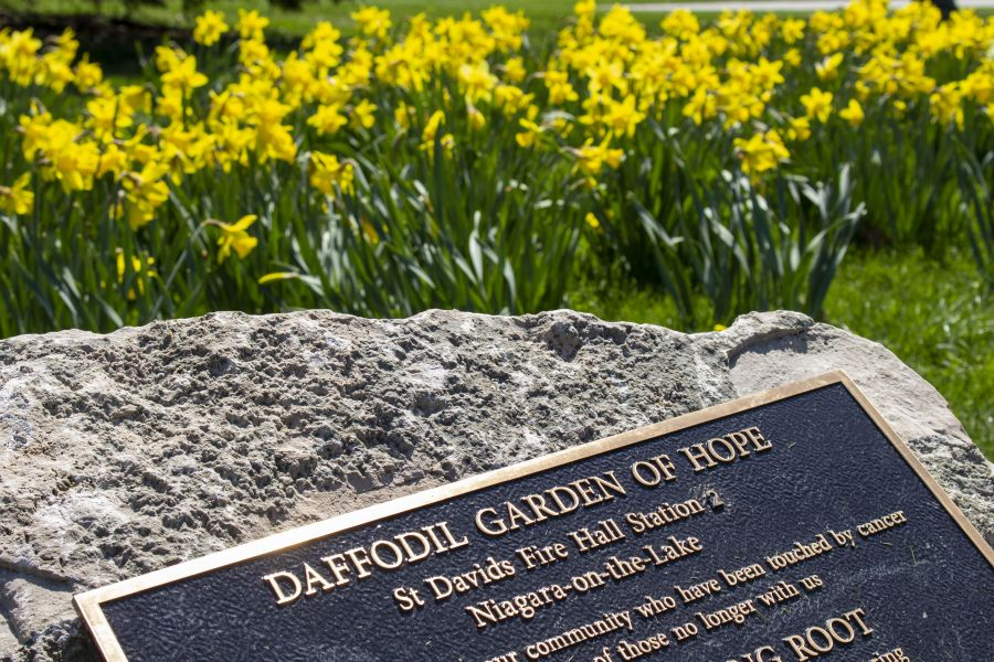 Daffodils_outside_of_NOTL_Fire_Station_2_in_St.Davids