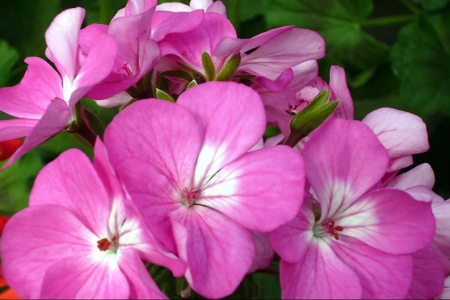 File_Flowers_Pink_and_White