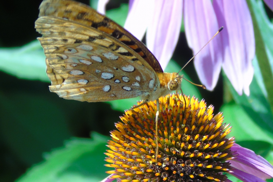 A fritillary butterfly on a coneflower.