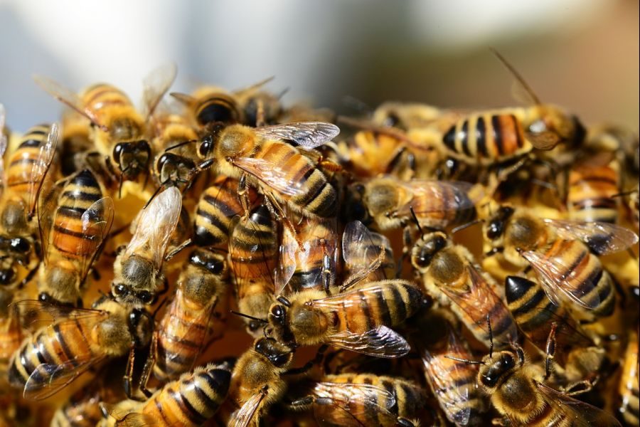 Honey-Bees-Beehive-Swarm-Of-Bees-Bees-Honey-326334