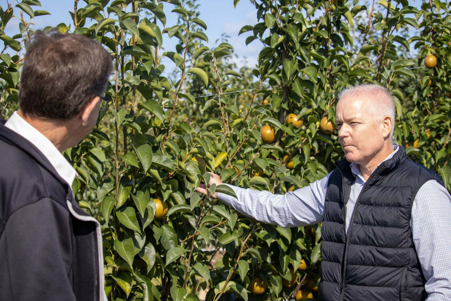 John Thwaites, left, and Edward McDonnell, right, talk about the success of Thwaites Asian pears and the Ontario Tender Fruit Tree and Vine Program during a reception and orchard tour at Thwaites High Density Pear Orchard.