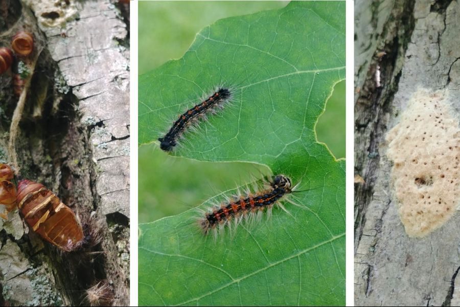 Last_years_cocoons_left._Young_gypsy_moth_caterpillars_centre_and_an_egg_mass_right_from_spring_2021._KYRA_SIMONE