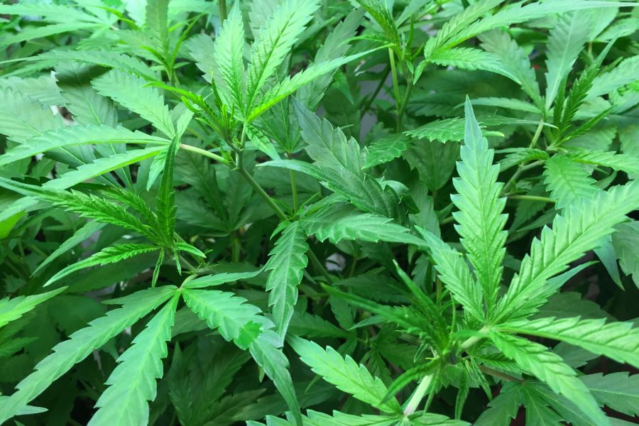 Marijuana_Plant