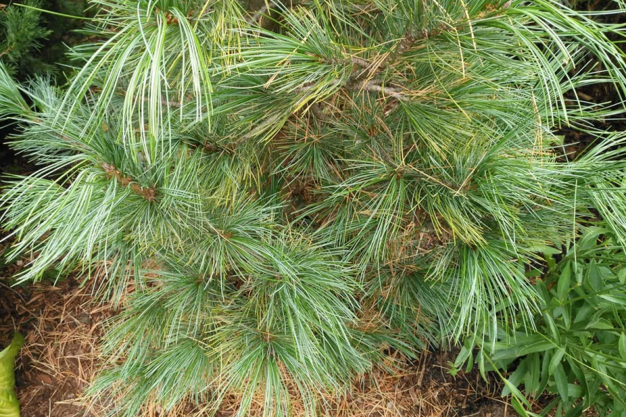 Are your pines losing needles? It's likely just the seasonal needle drop, part of the plant's life cycle.