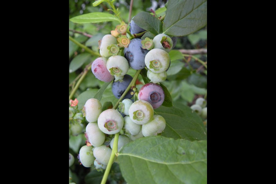 Ripening_Blueberries