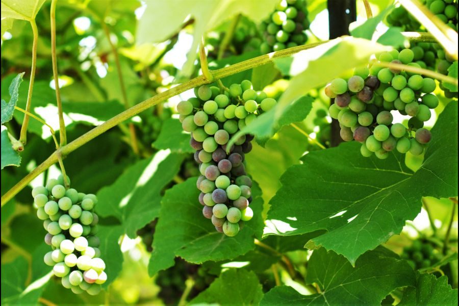 Rows_of_grapes_growing_along_the_Heritage_Trail._Brittany_Carter