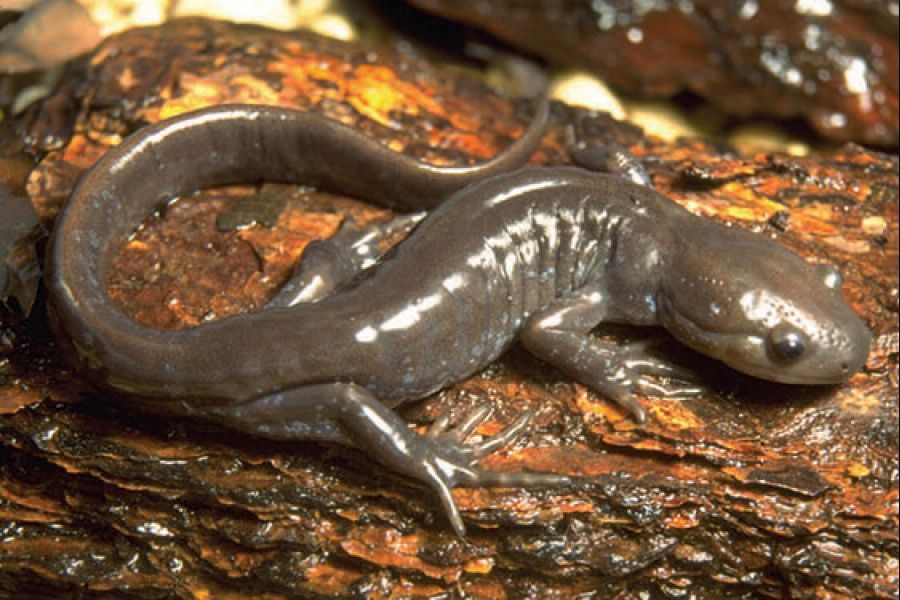Salamander2