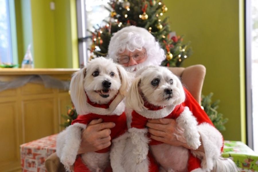 Tom_and_Sawyer_sit_with_Santa_for_pictures_at_St._Davids_Vet_Clinic_Saturday_morning._supplied