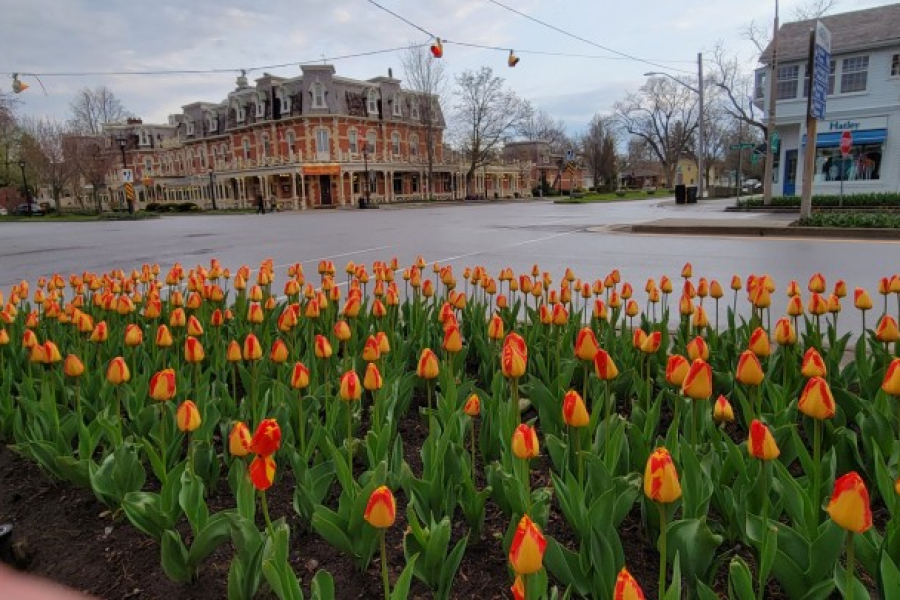 Tulips_are_finally_out_downtown_. (tony chisholm)