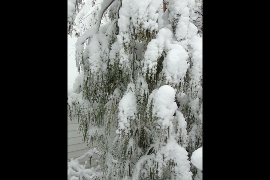 cCovering_your_evergreens_with_burlap_depends_ono_the_conditions_they_face_in_the_winter._Joanne_Young_photo